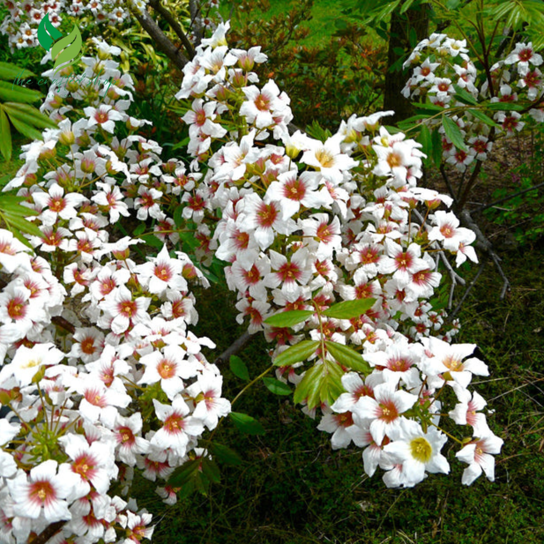 Yellowhorn Bush Seeds for Planting (10 Large Seeds) – Beautiful Flowering Tree