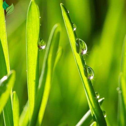 Zoysia Empire Grass Seeds Zoysia Grass Seeds 1/8lb