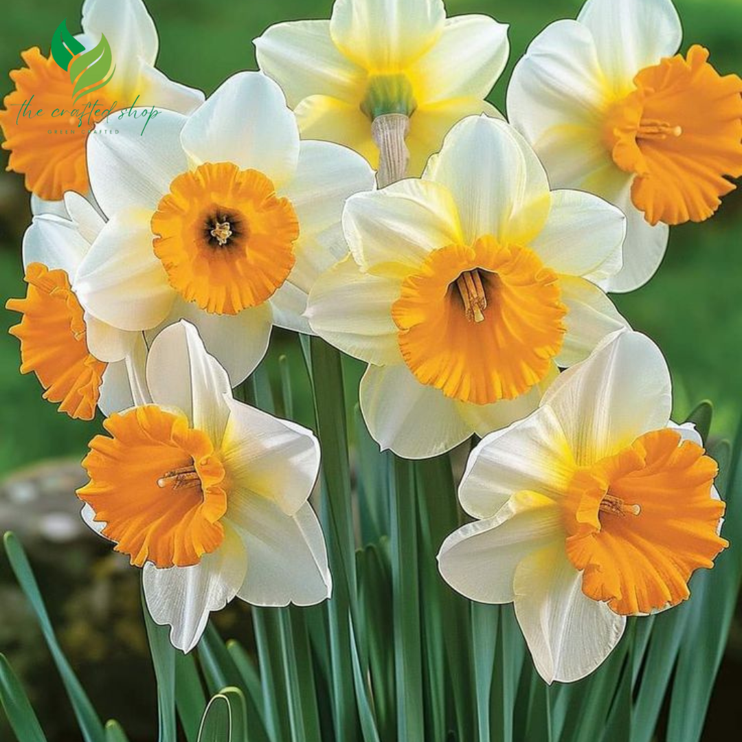 arcissus Daffodil Bulbs for Planting – 25 Premium Flower Bulbs – Easy to Grow Spring Blooms