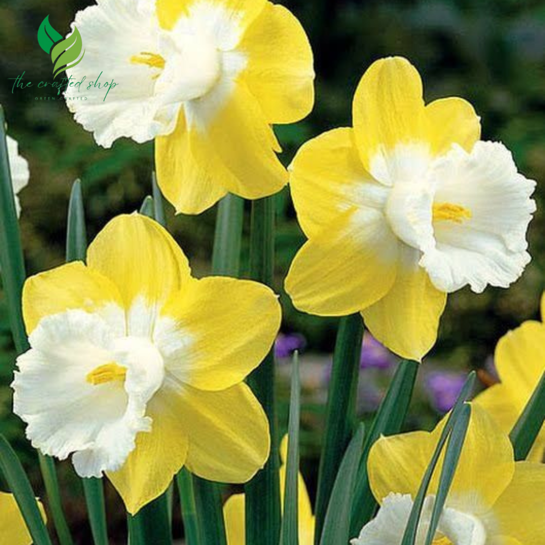 arcissus Daffodil Bulbs for Planting – 25 Premium Flower Bulbs – Easy to Grow Spring Blooms