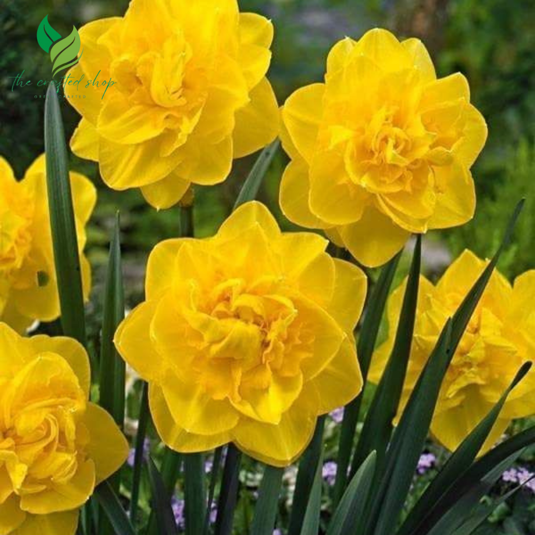 arcissus Daffodil Bulbs for Planting – 25 Premium Flower Bulbs – Easy to Grow Spring Blooms