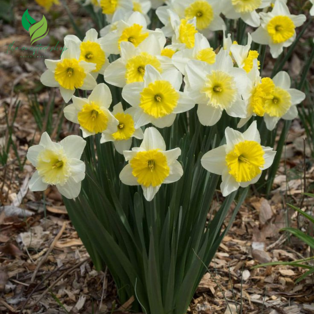 arcissus Daffodil Bulbs for Planting – 25 Premium Flower Bulbs – Easy to Grow Spring Blooms