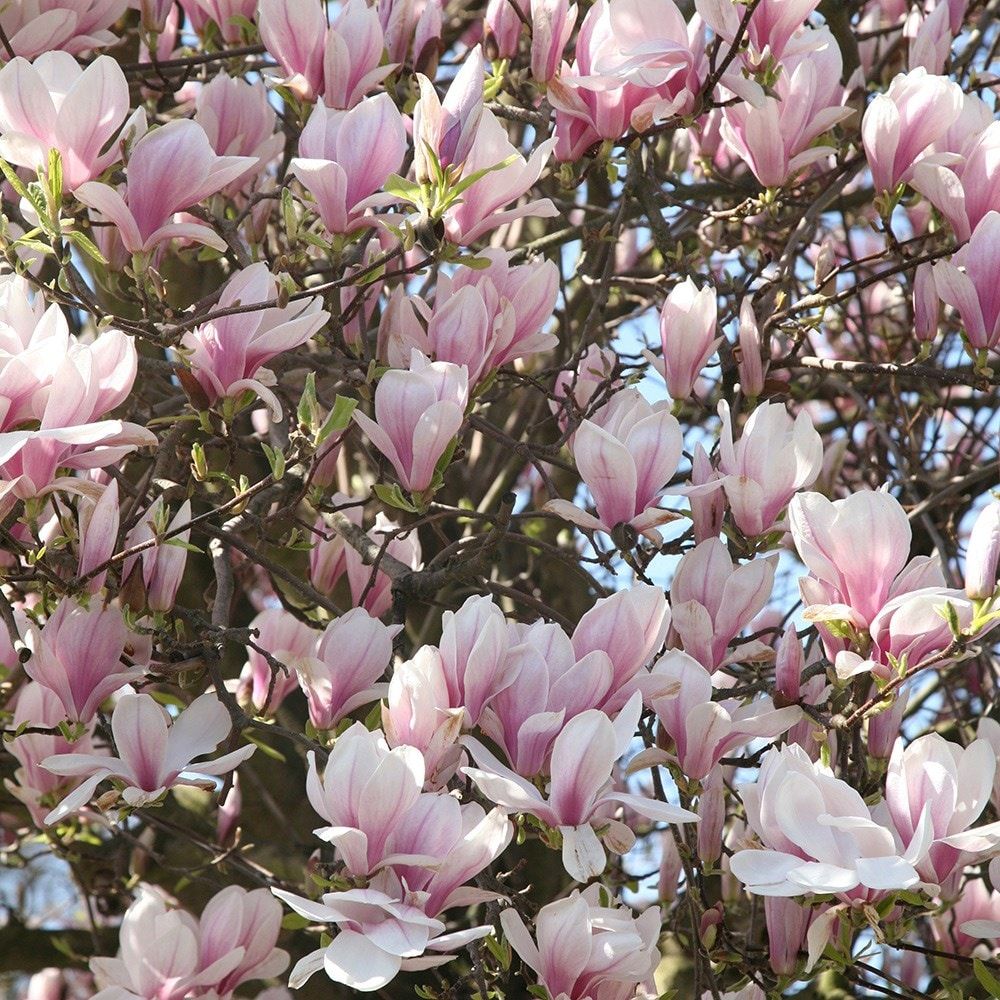 Saucer' Magnolia Soulangeana Live Tree 6"-12" in Height in 2.5 Inc Pot