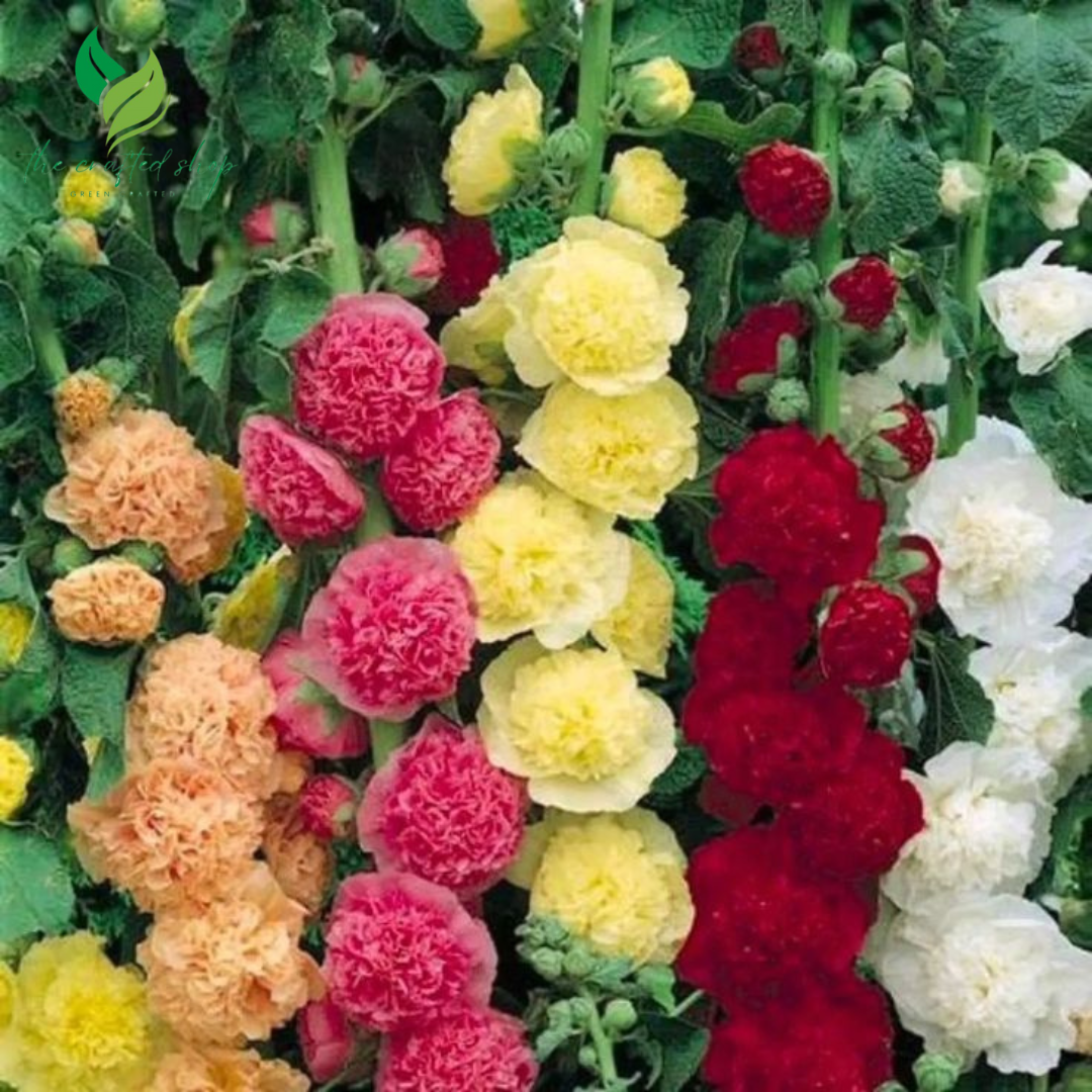 200+ Hollyhock Seeds – Tall, Colorful Cottage Garden Flowers for Classic Summer Beauty