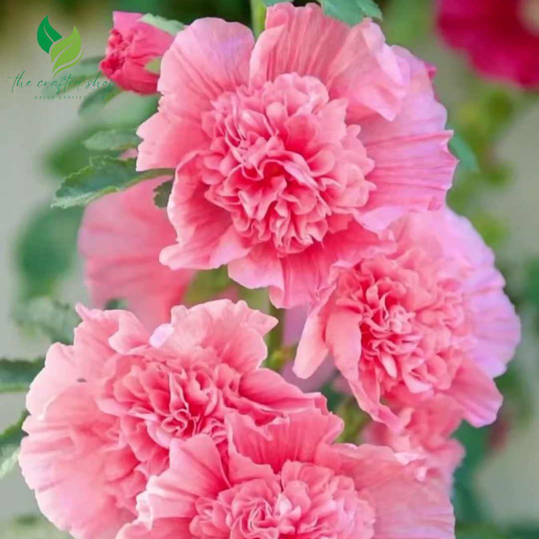 200+ Hollyhock Seeds – Tall, Colorful Cottage Garden Flowers for Classic Summer Beauty