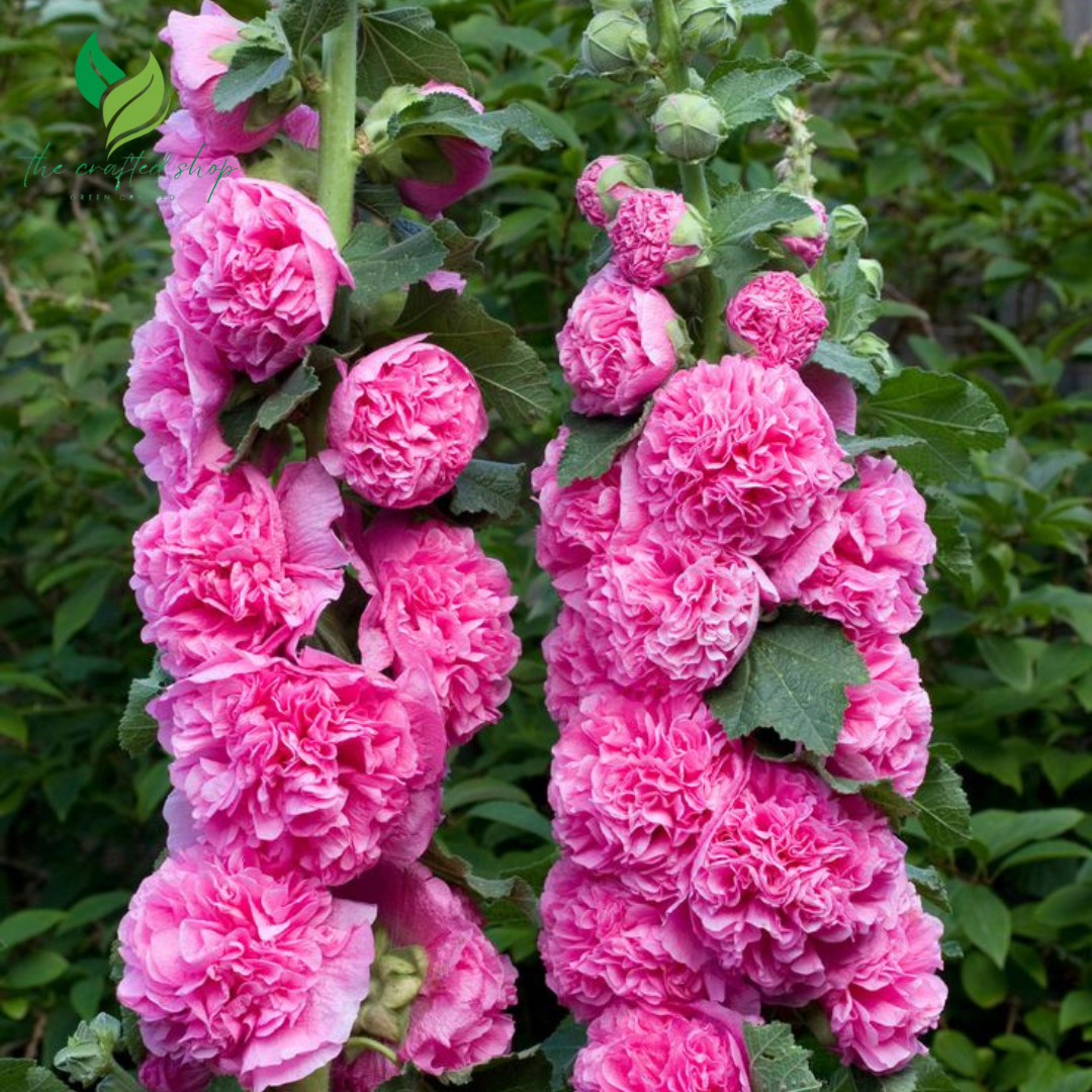 200+ Hollyhock Seeds – Tall, Colorful Cottage Garden Flowers for Classic Summer Beauty