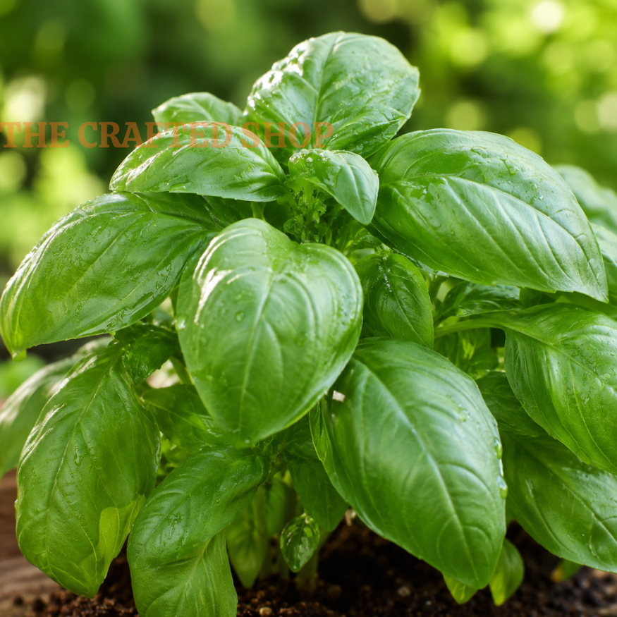 Glossy Italian Large Leaf basil growing in dark soil with water droplets