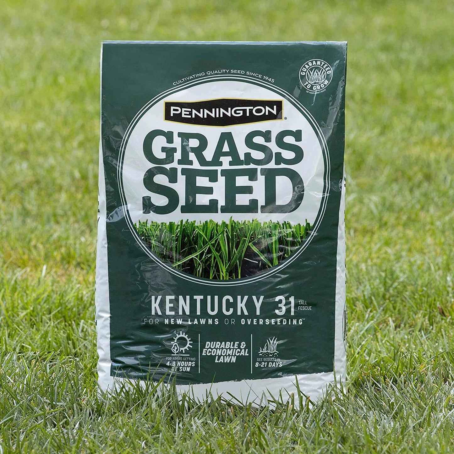 Fescue Grass Seed, 3 lb