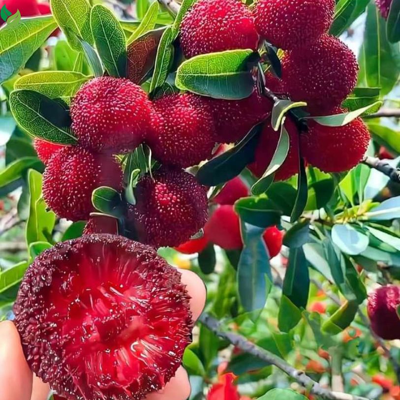 Hand holding ripe red bayberries beside green leaves and fruit branches