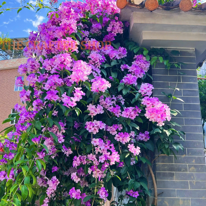 Purple Garlic Vine live plant in a 4-inch nursery pot