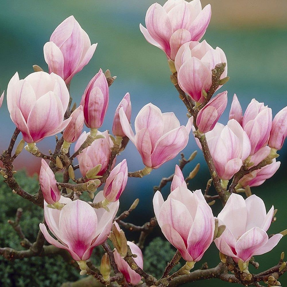Saucer' Magnolia Soulangeana Live Tree 6"-12" in Height in 2.5 Inc Pot