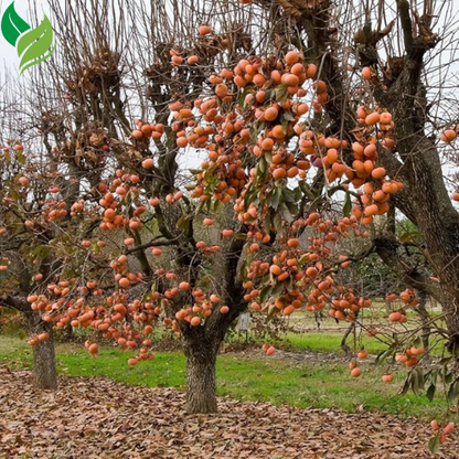 American Persimmon Tree Live Plant for Outdoor Planting