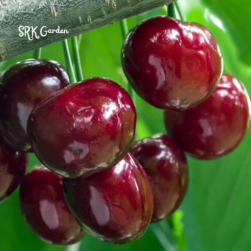 Dwarf Black Cherry Fruit  Seed &  Live Plant Seedling