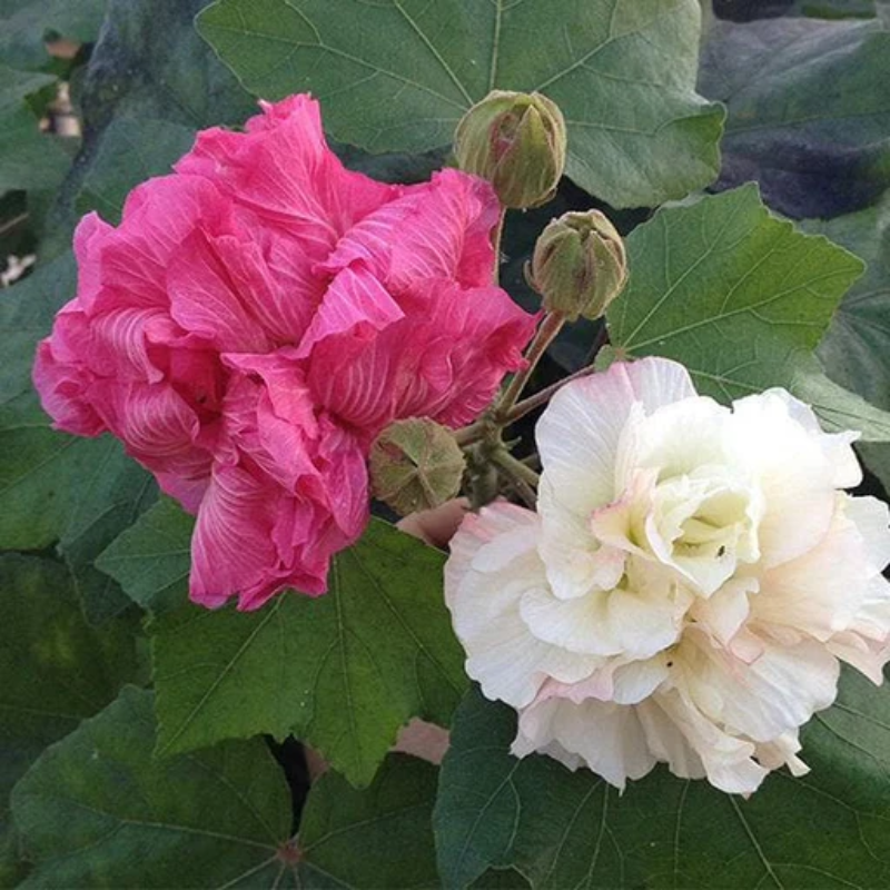 Rose Hibiscus Mutabilis Seeds Fragrant Exotic Eye Appeal | Heirloom & Non-GMO | 100 Seeds