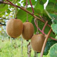 Kiwi Fruit Tree - Live Plant Actinidia Deliciosa - Beautiful Edible Vining Fruit Bearing Tree for Patio and Garden