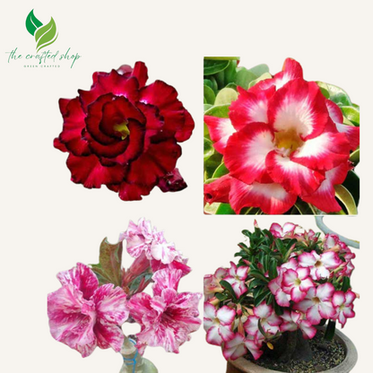 Tropical Desert Rose Plants – Adenium Obesum