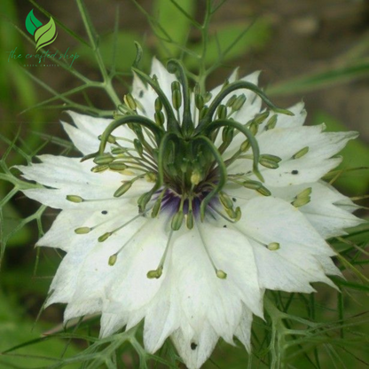 200+ Nigella Seeds (Love-in-a-Mist) – Easy-to-Grow Heirloom Flower Seeds