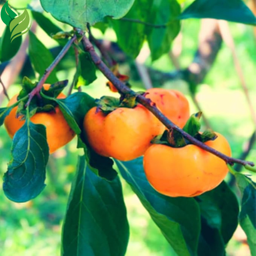 American Persimmon Tree Live Plant for Outdoor Planting