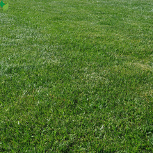 Perennial Ryegrass Seeds for Planting - Premium Quality Rye Grass Seed (1/2 Pound)
