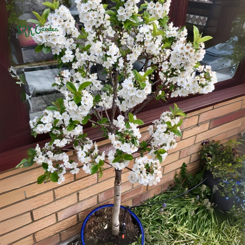 Dwarf Black Cherry Fruit  Seed &  Live Plant Seedling