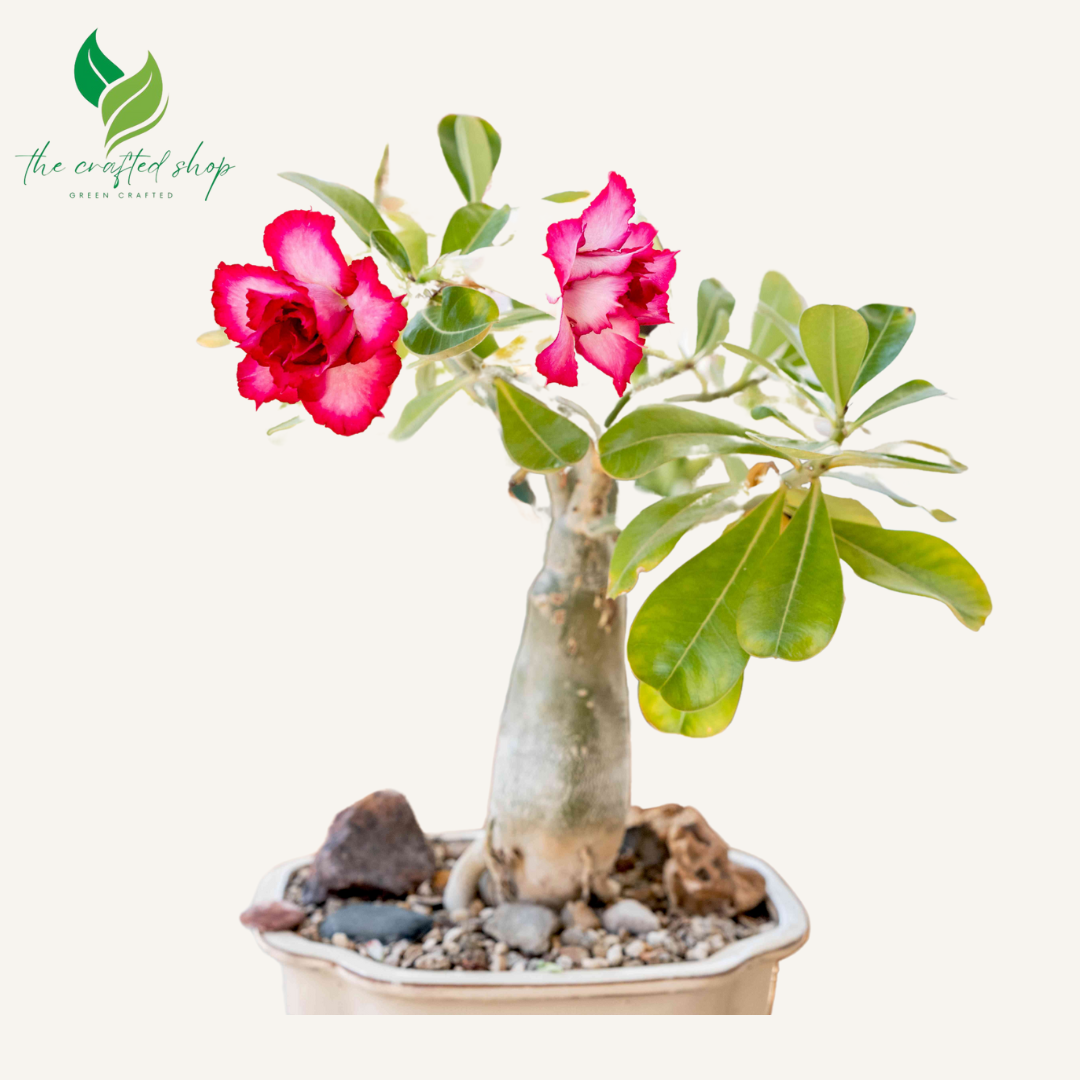 Tropical Desert Rose Plants – Adenium Obesum