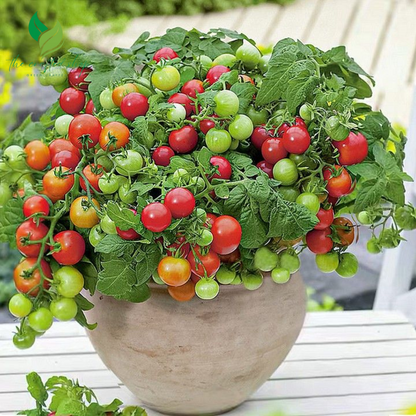 300 Dwaft Cherry Tomato Seeds