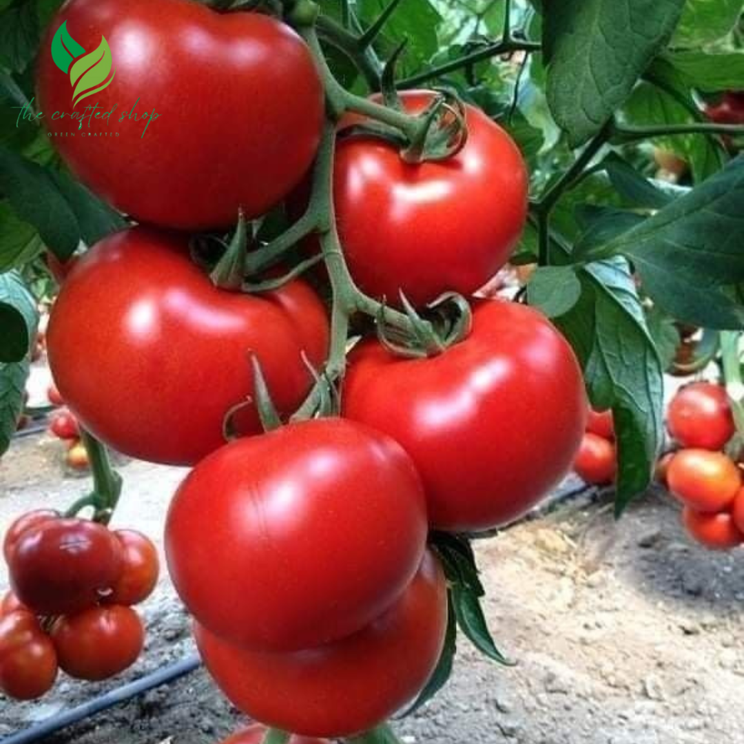 300 Organic Beefsteak Tomato Seeds – Non-GMO | Juicy, Large Heirloom Tomatoes for Indoor & Outdoor Growing
