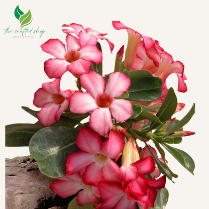 Tropical Desert Rose Plants – Adenium Obesum