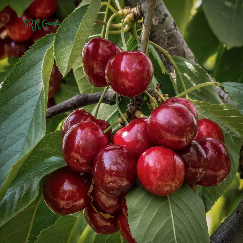 Dwarf Black Cherry Fruit  Seed &  Live Plant Seedling