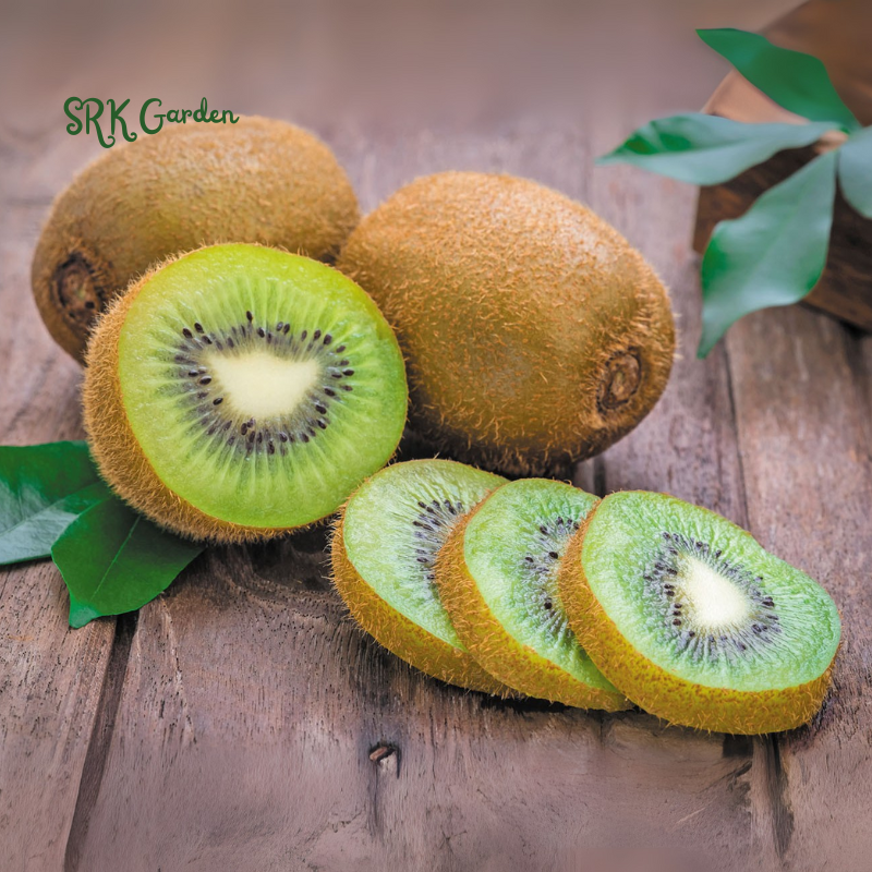 Kiwi Fruit Tree - Live Plant Actinidia Deliciosa - Beautiful Edible Vining Fruit Bearing Tree for Patio and Garden