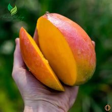 Mango Julie Tropical Live Fruit Tree 12"