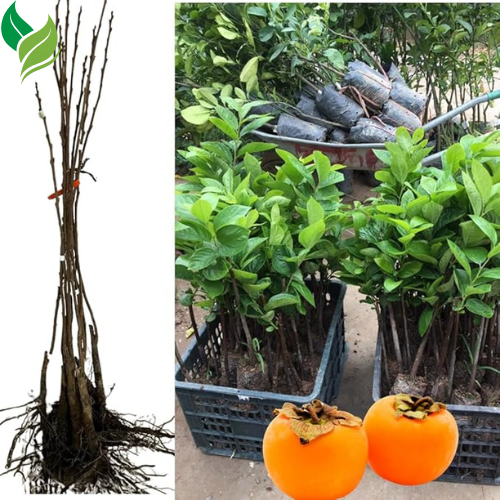 American Persimmon Tree Live Plant for Outdoor Planting