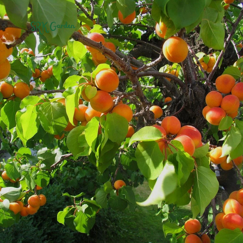 Apricot Fruit Tree Seedling for Growing – Sweet Harvests, Beautiful Blossoms