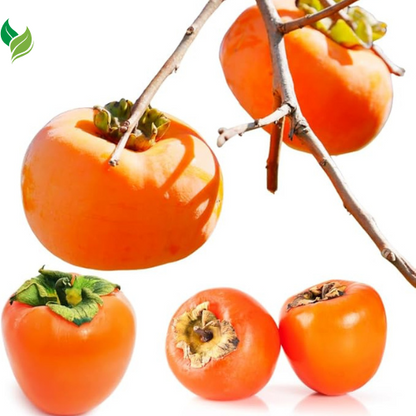 American Persimmon Tree Live Plant for Outdoor Planting