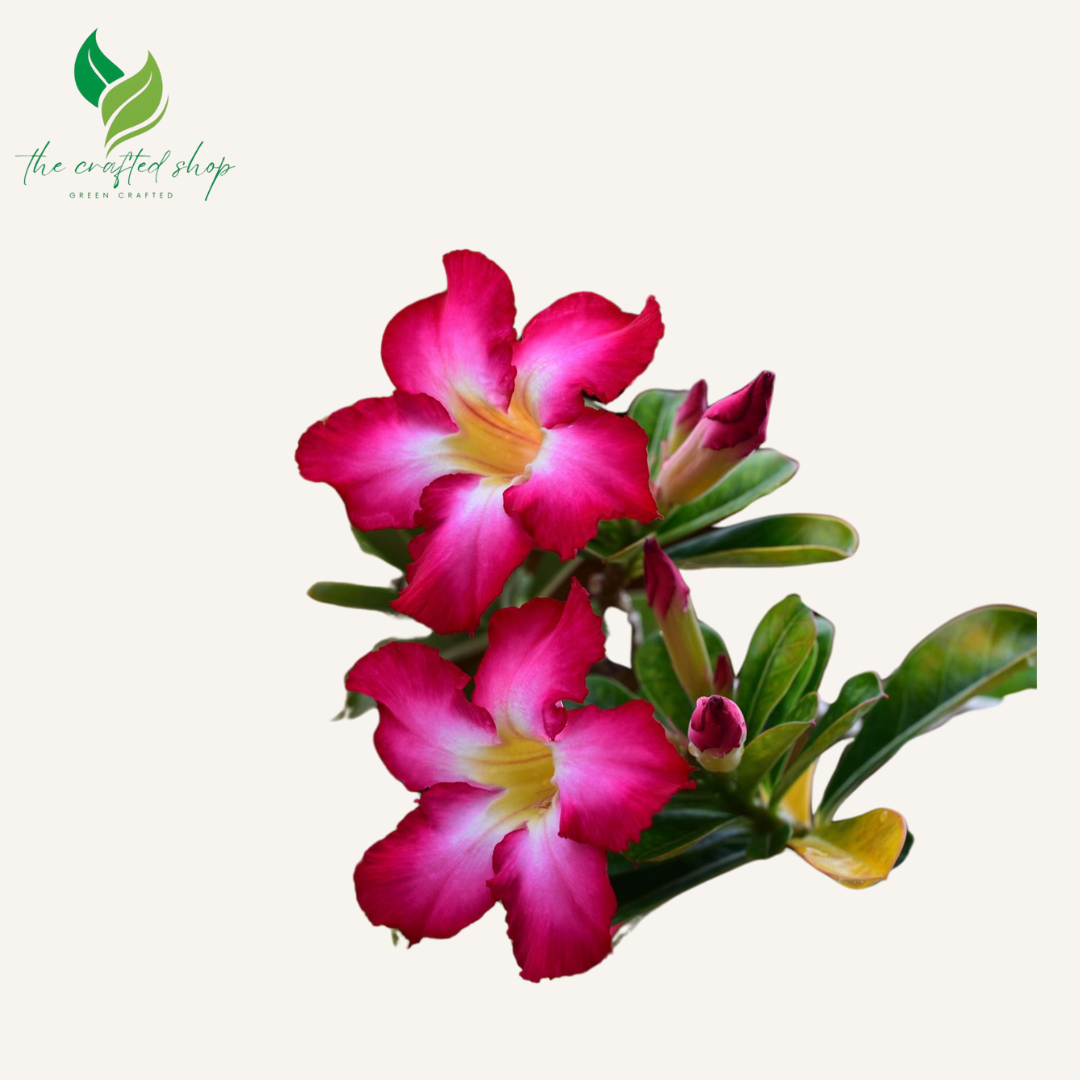 Tropical Desert Rose Plants – Adenium Obesum