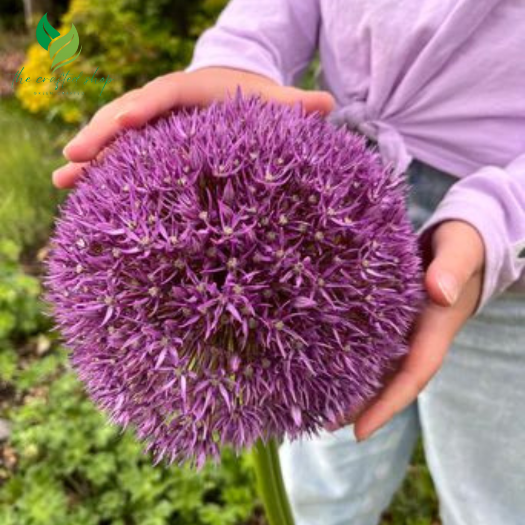 5 Giant Star of Persia (Allium Christophii) Bulbs – Ornamental Onion with Huge Spherical Blooms
