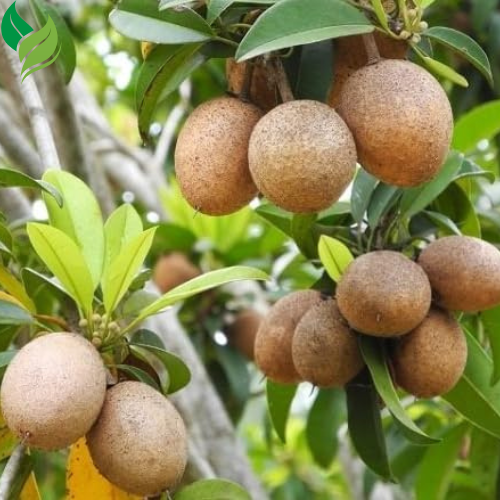 5Pcs Sapote Seeds for Planting, Tropical Sapodilla Seeds to Grow