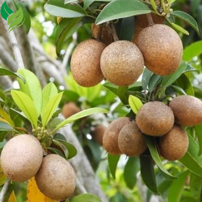 5Pcs Sapote Seeds for Planting, Tropical Sapodilla Seeds to Grow
