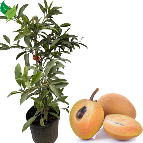 5Pcs Sapote Seeds for Planting, Tropical Sapodilla Seeds to Grow