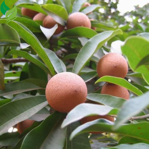 5Pcs Sapote Seeds for Planting, Tropical Sapodilla Seeds to Grow