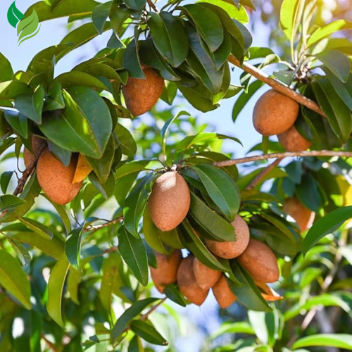 5Pcs Sapote Seeds for Planting, Tropical Sapodilla Seeds to Grow