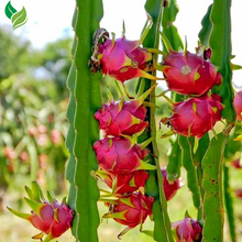 Red Dragon Fruit Live Vine  4 Cuttings 4 inches Long- Easy to Grow
