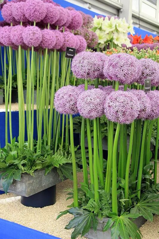 5 Giant Star of Persia (Allium Christophii) Bulbs – Ornamental Onion with Huge Spherical Blooms