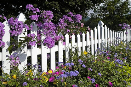 60+ Variety Mixed Flower Seeds – Colorful Wild Garden Mix for Pollinators & Easy Growing