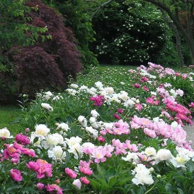 Mixed Peony Seeds for Planting - 100 Peony Seeds Non-GMO Heirloom Seeds