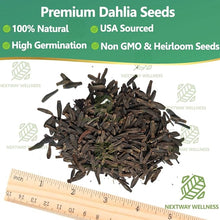 Rare Dahlia Seeds – 500 Count Mixed Colors Double Dahlia- Non-GMO Dahlia variabilis for Planting