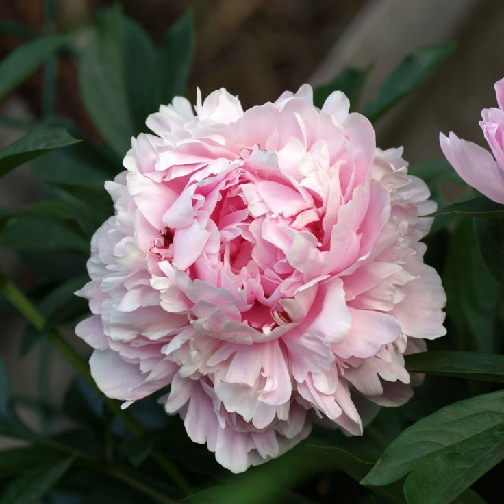 Mixed Peony Seeds for Planting - 100 Peony Seeds Non-GMO Heirloom Seeds