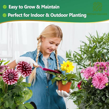 Rare Dahlia Seeds – 500 Count Mixed Colors Double Dahlia- Non-GMO Dahlia variabilis for Planting