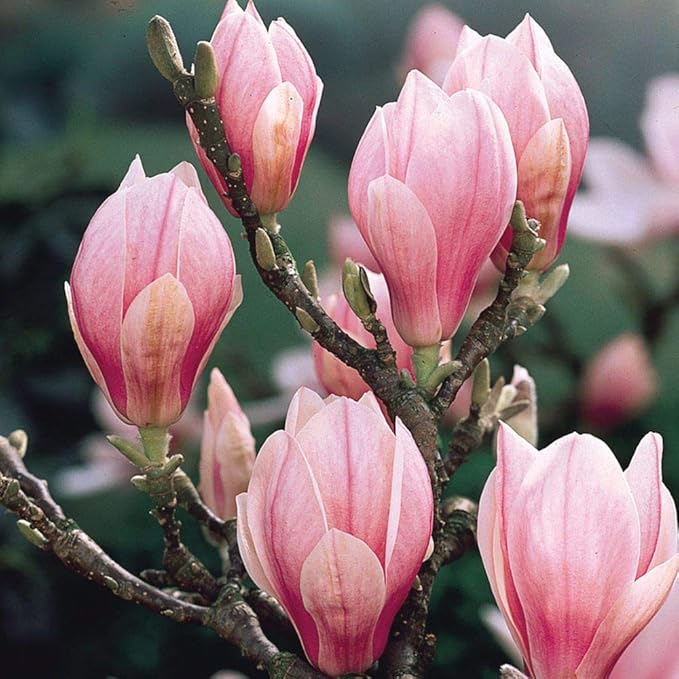 Saucer' Magnolia Soulangeana Live Tree 6"-12" in Height in 2.5 Inc Pot