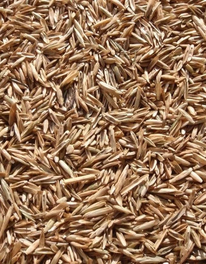Perennial Ryegrass Seeds for Planting - Premium Quality Rye Grass Seed (1/2 Pound)